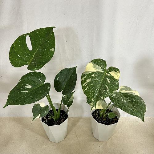 観葉植物　モンステラ タイコンステレーション 4号ダイヤ型鉢(個体おまかせ1鉢)　インテリアグリーン 室内園芸 おしゃれ 可愛い かわいい |  | 04