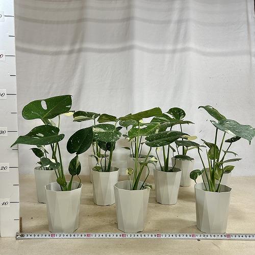 観葉植物　モンステラ タイコンステレーション 4号ダイヤ型鉢(個体おまかせ1鉢)　インテリアグリーン 室内園芸 おしゃれ 可愛い かわいい |  | 05