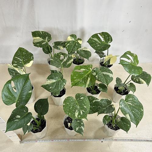 観葉植物　モンステラ タイコンステレーション 4号ダイヤ型鉢(個体おまかせ1鉢)　インテリアグリーン 室内園芸 おしゃれ 可愛い かわいい |  | 06