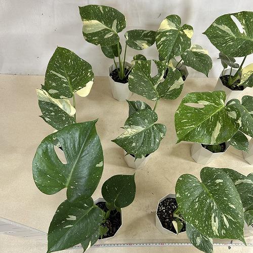 観葉植物　モンステラ タイコンステレーション 4号ダイヤ型鉢(個体おまかせ1鉢)　インテリアグリーン 室内園芸 おしゃれ 可愛い かわいい |  | 07