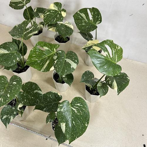 観葉植物　モンステラ タイコンステレーション 4号ダイヤ型鉢(個体おまかせ1鉢)　インテリアグリーン 室内園芸 おしゃれ 可愛い かわいい |  | 08