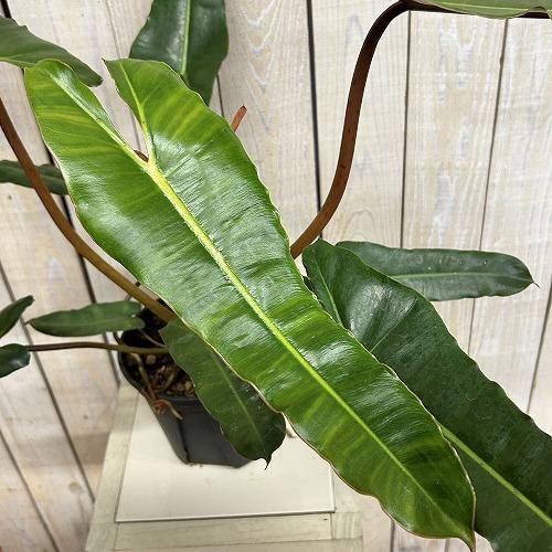 観葉植物　フィロデンドロン ビレッティアエ ブラックF 5号スリット鉢(個体おまかせ1鉢)　インテリアグリーン 室内園芸 おしゃれ 可愛い かわいい