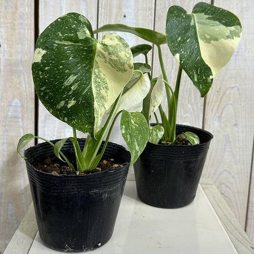 観葉植物　黄斑モンステラ タイコンステレーション 斑多め 3号ポット(個体おまかせ1鉢)　インテリアグリーン 室内園芸 おしゃれ 可愛い かわいい |  | 01
