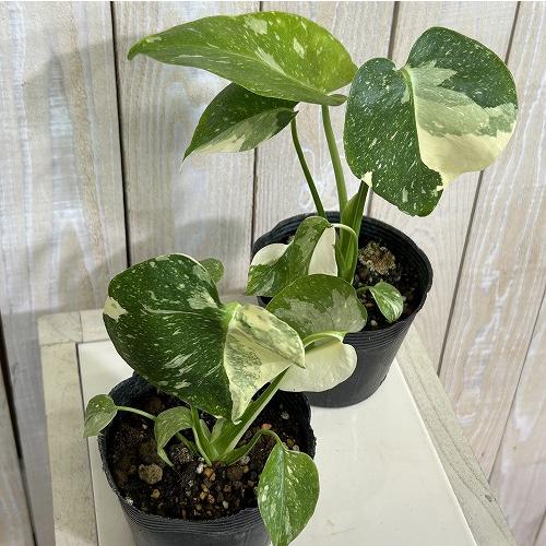 観葉植物　黄斑モンステラ タイコンステレーション 斑多め 3号ポット(個体おまかせ1鉢)　インテリアグリーン 室内園芸 おしゃれ 可愛い かわいい |  | 02
