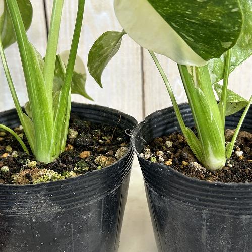 観葉植物　黄斑モンステラ タイコンステレーション 斑多め 3号ポット(個体おまかせ1鉢)　インテリアグリーン 室内園芸 おしゃれ 可愛い かわいい |  | 03