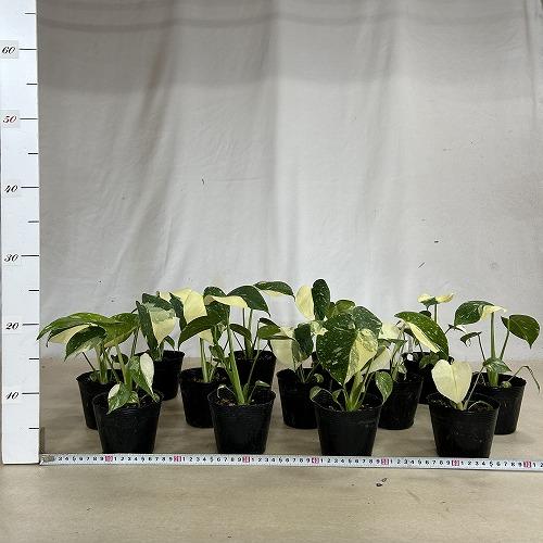 観葉植物　黄斑モンステラ タイコンステレーション 斑多め 3号ポット(個体おまかせ1鉢)　インテリアグリーン 室内園芸 おしゃれ 可愛い かわいい |  | 04