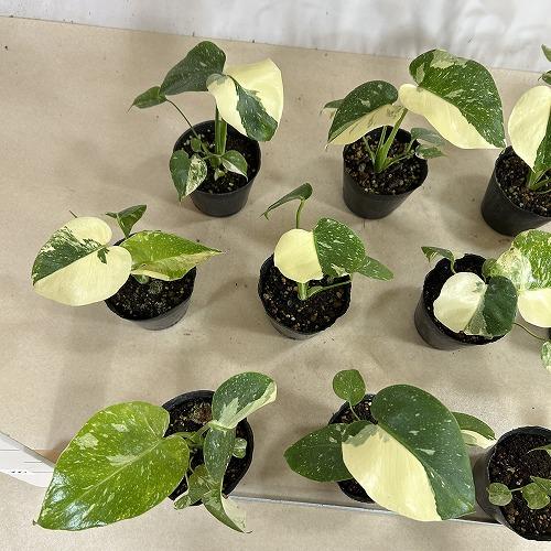 観葉植物　黄斑モンステラ タイコンステレーション 斑多め 3号ポット(個体おまかせ1鉢)　インテリアグリーン 室内園芸 おしゃれ 可愛い かわいい |  | 06