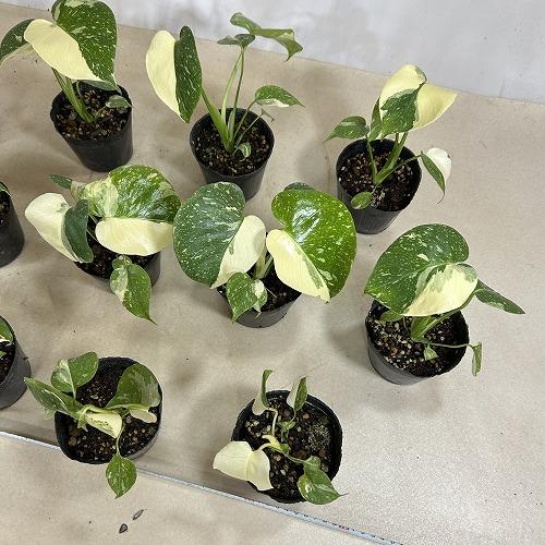 観葉植物　黄斑モンステラ タイコンステレーション 斑多め 3号ポット(個体おまかせ1鉢)　インテリアグリーン 室内園芸 おしゃれ 可愛い かわいい |  | 07
