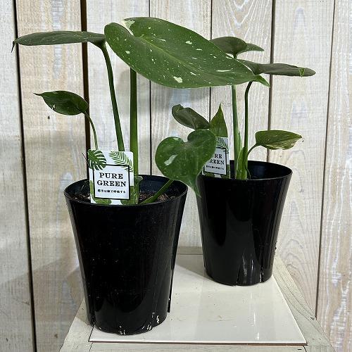 目玉商品　黄斑モンステラ タイコンステレーション 4号ロング黒鉢(個体おまかせ1鉢)※斑少なめ　インテリアグリーン 室内園芸 おしゃれ 可愛い かわいい |  | 01