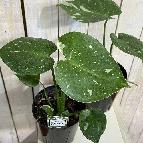 目玉商品　黄斑モンステラ タイコンステレーション 4号ロング黒鉢(個体おまかせ1鉢)※斑少なめ　インテリアグリーン 室内園芸 おしゃれ 可愛い かわいい |  | 02