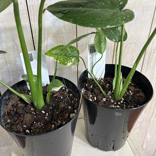 目玉商品　黄斑モンステラ タイコンステレーション 4号ロング黒鉢(個体おまかせ1鉢)※斑少なめ　インテリアグリーン 室内園芸 おしゃれ 可愛い かわいい |  | 03