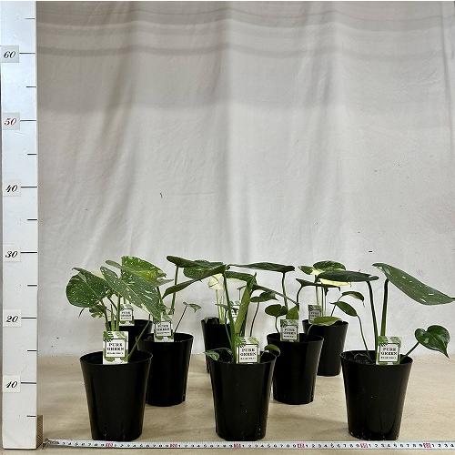 目玉商品　黄斑モンステラ タイコンステレーション 4号ロング黒鉢(個体おまかせ1鉢)※斑少なめ　インテリアグリーン 室内園芸 おしゃれ 可愛い かわいい |  | 04