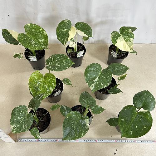 目玉商品　黄斑モンステラ タイコンステレーション 4号ロング黒鉢(個体おまかせ1鉢)※斑少なめ　インテリアグリーン 室内園芸 おしゃれ 可愛い かわいい |  | 05