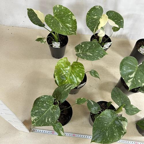 目玉商品　黄斑モンステラ タイコンステレーション 4号ロング黒鉢(個体おまかせ1鉢)※斑少なめ　インテリアグリーン 室内園芸 おしゃれ 可愛い かわいい |  | 06