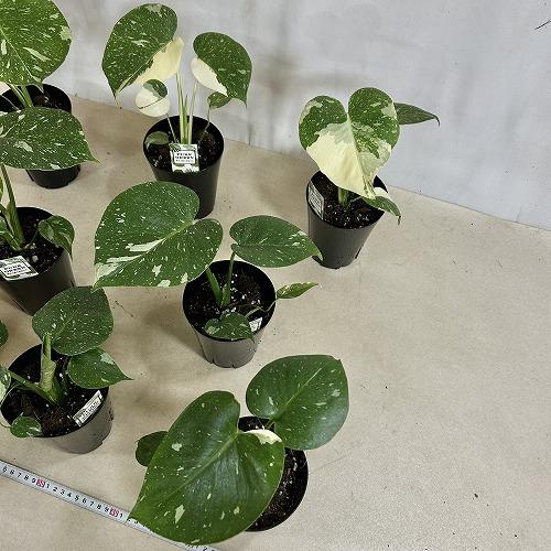 目玉商品　黄斑モンステラ タイコンステレーション 4号ロング黒鉢(個体おまかせ1鉢)※斑少なめ　インテリアグリーン 室内園芸 おしゃれ 可愛い かわいい |  | 07