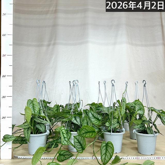 おすすめ モンステラ シルテペカナ 4号吊り鉢(個体おまかせ1鉢