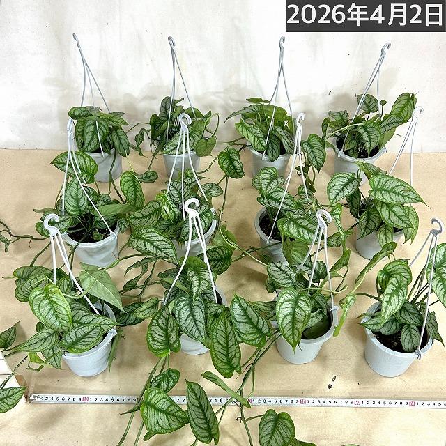 おすすめ モンステラ シルテペカナ 4号吊り鉢(個体おまかせ1鉢