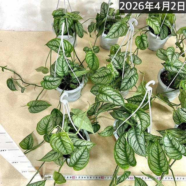 おすすめ モンステラ シルテペカナ 4号吊り鉢(個体おまかせ1鉢