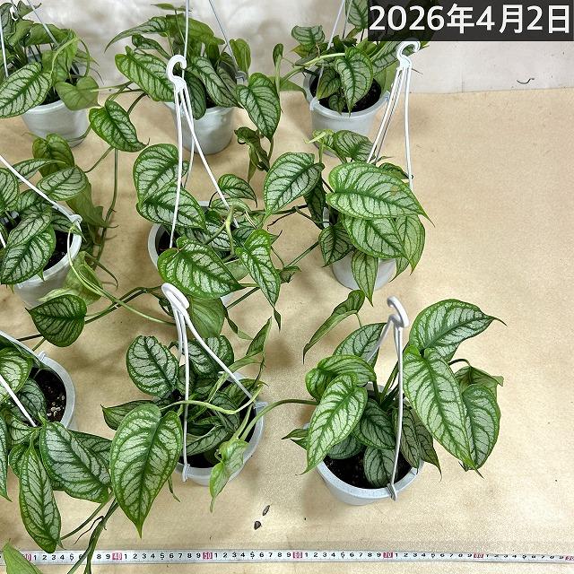おすすめ モンステラ シルテペカナ 4号吊り鉢(個体おまかせ1鉢