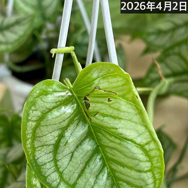 おすすめ モンステラ シルテペカナ 4号吊り鉢(個体おまかせ1鉢