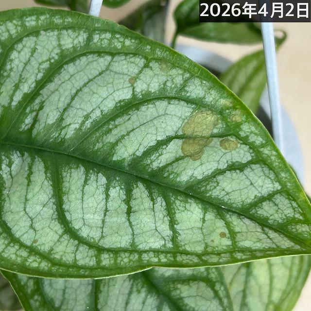 おすすめ モンステラ シルテペカナ 4号吊り鉢(個体おまかせ1鉢