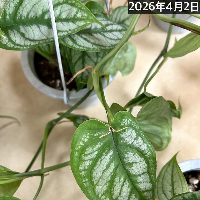 おすすめ モンステラ シルテペカナ 4号吊り鉢(個体おまかせ1鉢