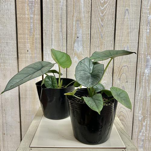 アロカシア レギネ 4号ポット(個体おまかせ1鉢) 観葉植物 インテリア