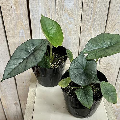 アロカシア レギネ 4号ポット(個体おまかせ1鉢) 観葉植物 インテリア