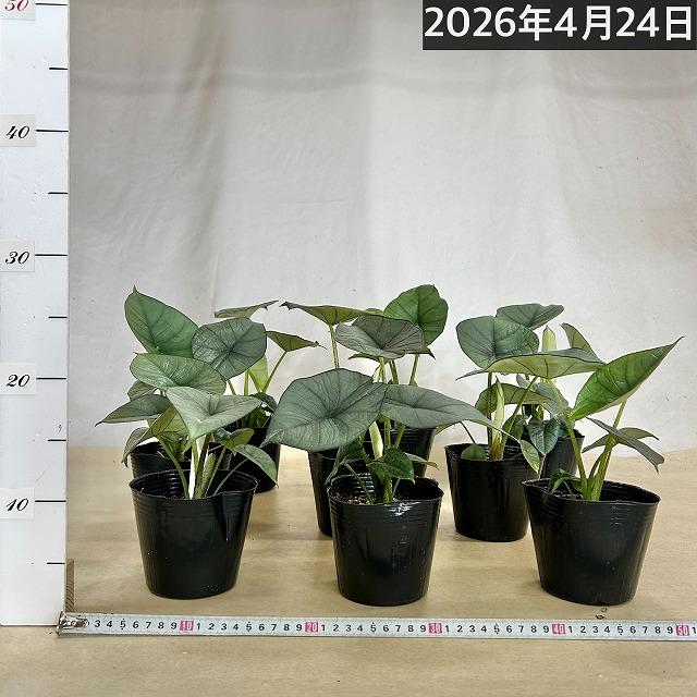 アロカシア レギネ 4号ポット(個体おまかせ1鉢) 観葉植物 インテリア