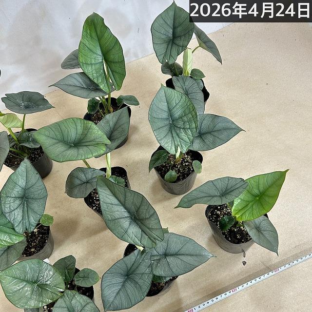 アロカシア レギネ 4号ポット(個体おまかせ1鉢) 観葉植物 インテリア