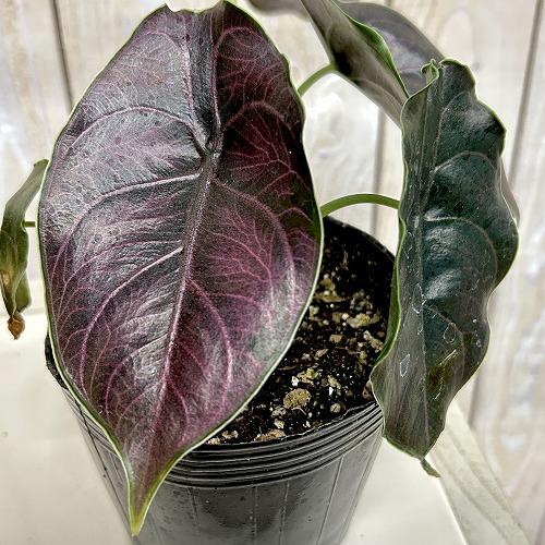 観葉植物 アロカシア アズラニー 4号ポット(個体おまかせ1鉢