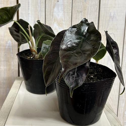 観葉植物 アロカシア アズラニー 4号ポット(個体おまかせ1鉢
