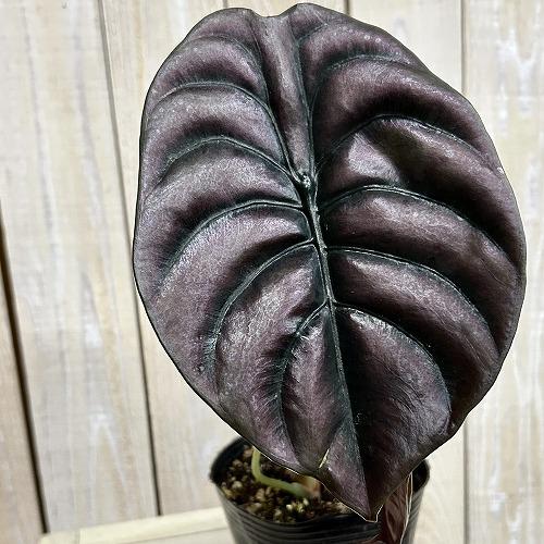【訳あり】アロカシア クプレア 4号ポット(個体おまかせ1鉢)　観葉植物 インテリアグリーン 室内園芸 おしゃれ 可愛い かわいい | 