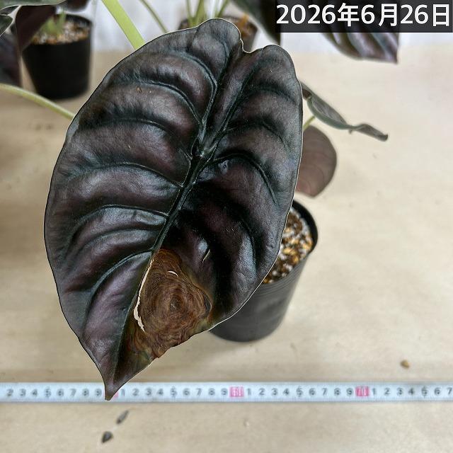 【訳あり】アロカシア クプレア 4号ポット(個体おまかせ1鉢)　観葉植物 インテリアグリーン 室内園芸 おしゃれ 可愛い かわいい |  | 10