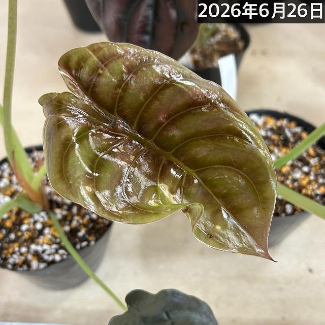 【訳あり】アロカシア クプレア 4号ポット(個体おまかせ1鉢)　観葉植物 インテリアグリーン 室内園芸 おしゃれ 可愛い かわいい |  | 11