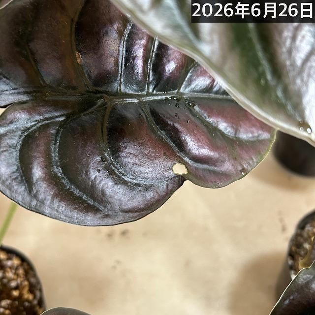 【訳あり】アロカシア クプレア 4号ポット(個体おまかせ1鉢)　観葉植物 インテリアグリーン 室内園芸 おしゃれ 可愛い かわいい |  | 12