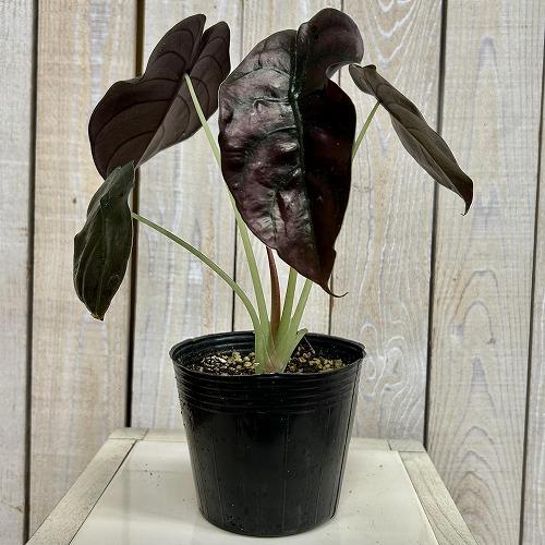 【訳あり】アロカシア クプレア 4号ポット(個体おまかせ1鉢)　観葉植物 インテリアグリーン 室内園芸 おしゃれ 可愛い かわいい |  | 01