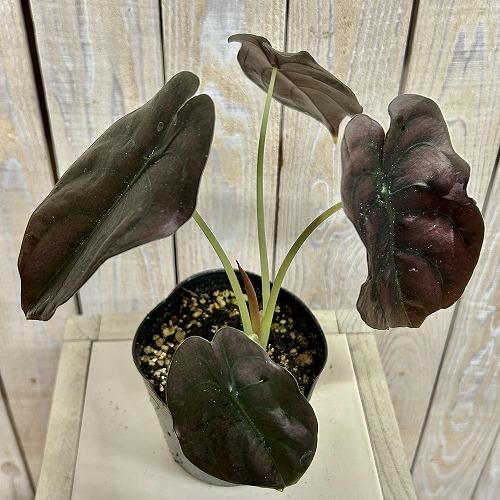 【訳あり】アロカシア クプレア 4号ポット(個体おまかせ1鉢)　観葉植物 インテリアグリーン 室内園芸 おしゃれ 可愛い かわいい |  | 02