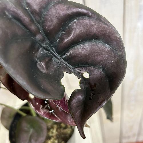【訳あり】アロカシア クプレア 4号ポット(個体おまかせ1鉢)　観葉植物 インテリアグリーン 室内園芸 おしゃれ 可愛い かわいい |  | 03