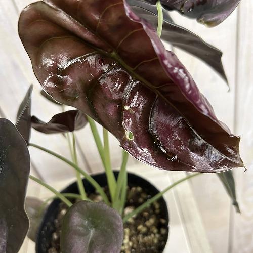 【訳あり】アロカシア クプレア 4号ポット(個体おまかせ1鉢)　観葉植物 インテリアグリーン 室内園芸 おしゃれ 可愛い かわいい |  | 04