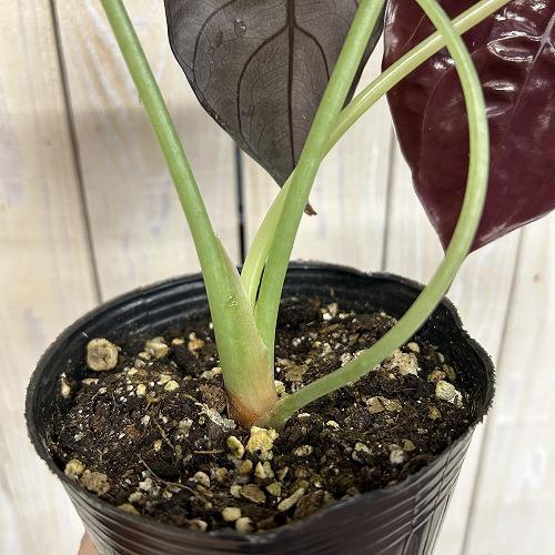 【訳あり】アロカシア クプレア 4号ポット(個体おまかせ1鉢)　観葉植物 インテリアグリーン 室内園芸 おしゃれ 可愛い かわいい |  | 05