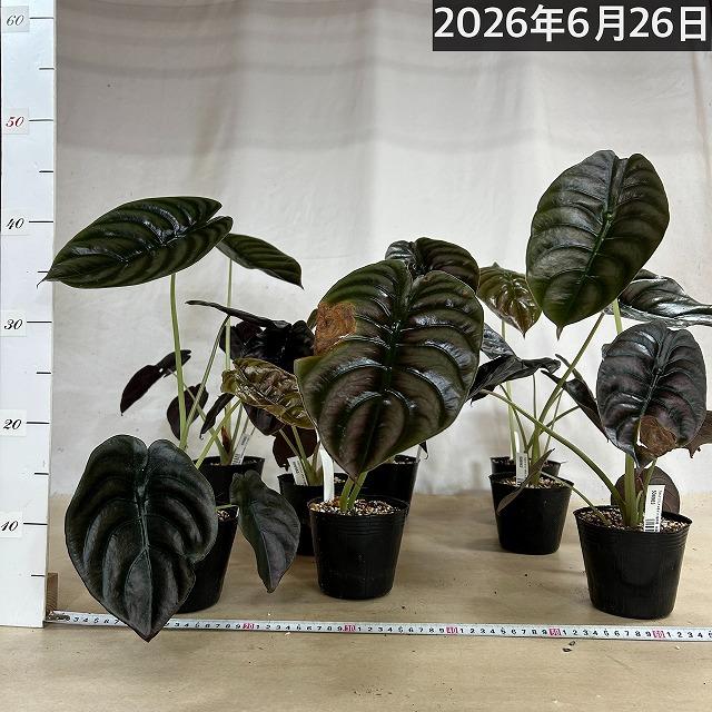 【訳あり】アロカシア クプレア 4号ポット(個体おまかせ1鉢)　観葉植物 インテリアグリーン 室内園芸 おしゃれ 可愛い かわいい |  | 06