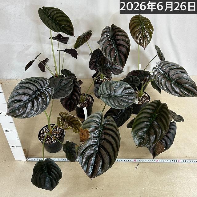【訳あり】アロカシア クプレア 4号ポット(個体おまかせ1鉢)　観葉植物 インテリアグリーン 室内園芸 おしゃれ 可愛い かわいい |  | 07