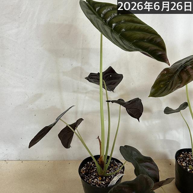 【訳あり】アロカシア クプレア 4号ポット(個体おまかせ1鉢)　観葉植物 インテリアグリーン 室内園芸 おしゃれ 可愛い かわいい |  | 08