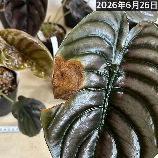 【訳あり】アロカシア クプレア 4号ポット(個体おまかせ1鉢)　観葉植物 インテリアグリーン 室内園芸 おしゃれ 可愛い かわいい |  | 09
