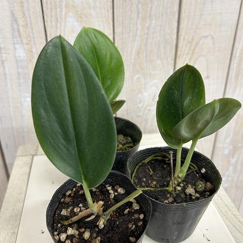 観葉植物　スキンダプサス Black Truebie(ブラックトレビー) 2.5号ポット(個体おまかせ1鉢)　インテリアグリーン 室内園芸 おしゃれ 可愛い かわいい | 