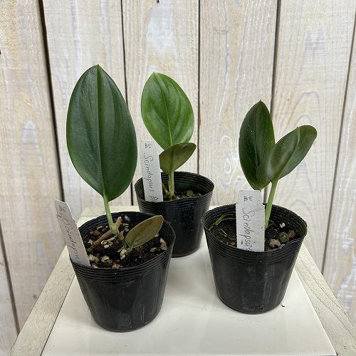 観葉植物　スキンダプサス Black Truebie(ブラックトレビー) 2.5号ポット(個体おまかせ1鉢)　インテリアグリーン 室内園芸 おしゃれ 可愛い かわいい |  | 01