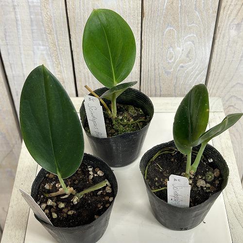 観葉植物　スキンダプサス Black Truebie(ブラックトレビー) 2.5号ポット(個体おまかせ1鉢)　インテリアグリーン 室内園芸 おしゃれ 可愛い かわいい |  | 02