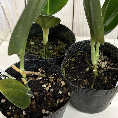 観葉植物　スキンダプサス Black Truebie(ブラックトレビー) 2.5号ポット(個体おまかせ1鉢)　インテリアグリーン 室内園芸 おしゃれ 可愛い かわいい |  | 03