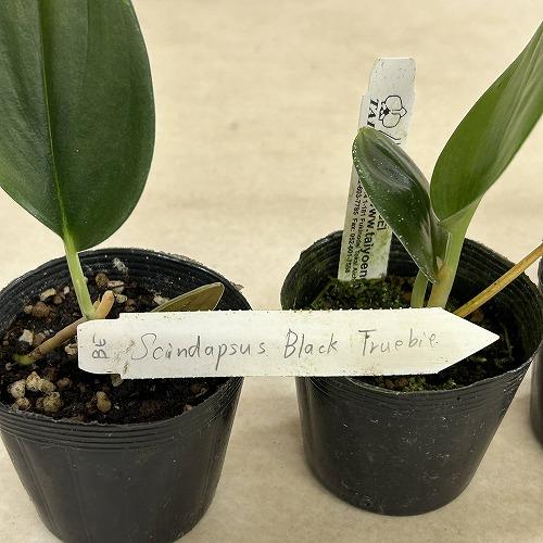 観葉植物　スキンダプサス Black Truebie(ブラックトレビー) 2.5号ポット(個体おまかせ1鉢)　インテリアグリーン 室内園芸 おしゃれ 可愛い かわいい |  | 04